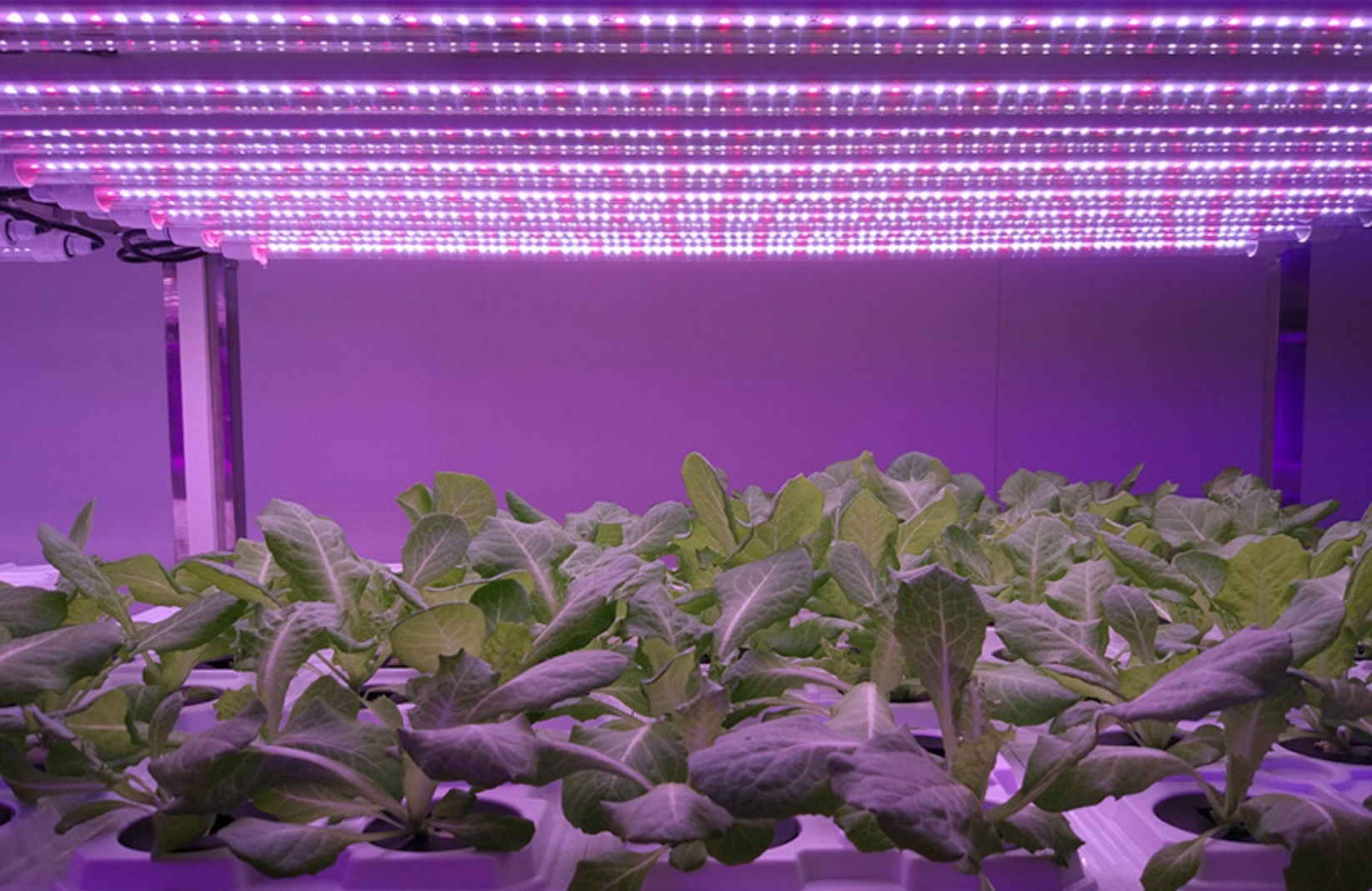 LED -taimevalgustuse rakendamine Hiinas
